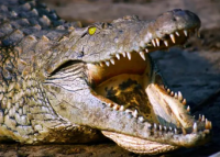 Новые фекальные насосы HOMA Alligator